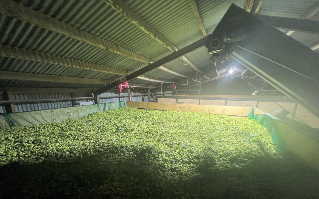 Hop Harvesting
