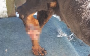 Nine-year-old rottweiler Bobby was euthanised after being found underweight, with wounds, calluses and skin cancer.