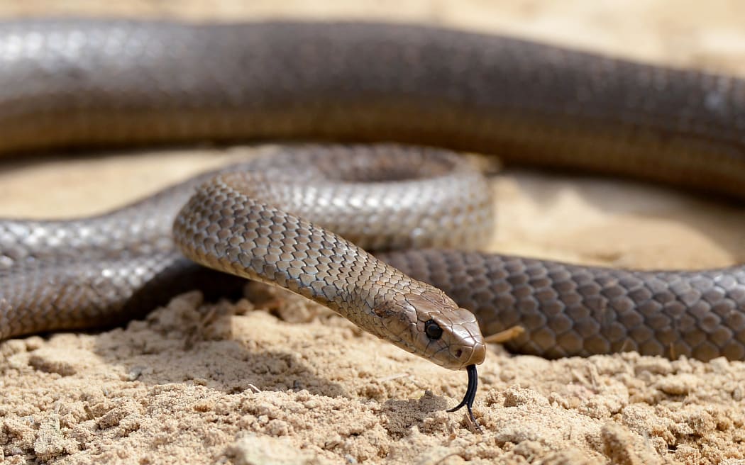 A deadly Australia eastern brown snake -- which has enough venom to kill 20 adults with a single bite -- is photographed in the Sydney suburb of Terrey Hills on September 25, 2012., in the Sydney on October 3, 2012.  Australia is home to 20 of the world's 25 most venomous snakes, including the entire top 10, from which a single scratch from a venom-coated tooth can be enough to paralyse the heart, diaphragm and lungs.  Several species are found in urban areas along the populous east coast.  According to official estimates there are about 3,000 snake bites in Australia every year, 300-500 of which will receive anti-venom treatment. An average of two will prove fatal.  AFP PHOTO/William WEST (Photo by WILLIAM WEST / AFP)