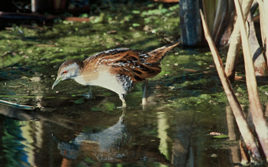 The Koitareke, or Marsh Crake