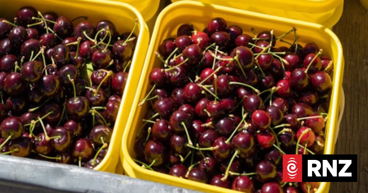 Room for Asia cherry exports to grow despite Lunar New Year boost | RNZ