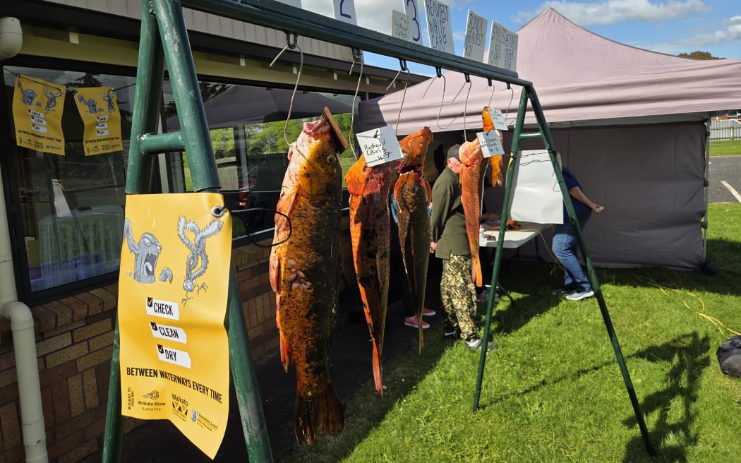 A few of the 4661kg of Koi Carp shot over the weekend