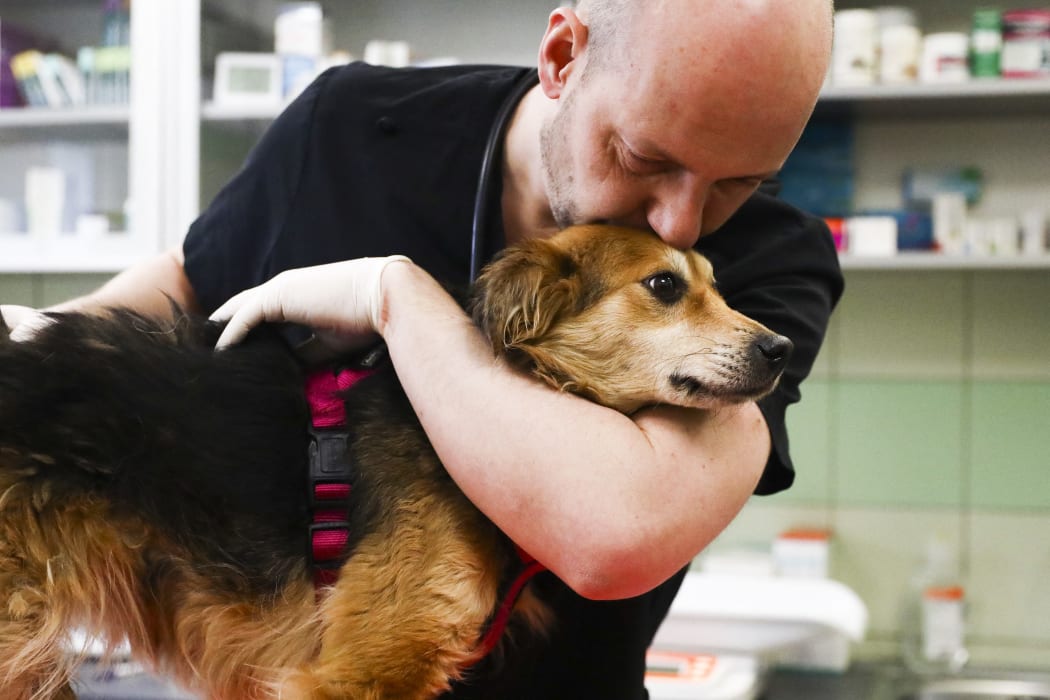 Radoslaw Fedaczynski, a vet and the owner of 'Ada' pet clinic is performing a medical examination of an injured dog from Ukraine. Przemysl, Poland on March 6, 2022. The clinic is giving a shelter and veterinary assistance for animals that had lost their home and owners during the Russian attacks on Ukraine. (Photo by Beata Zawrzel/NurPhoto) (Photo by Beata Zawrzel / NurPhoto / NurPhoto via AFP)