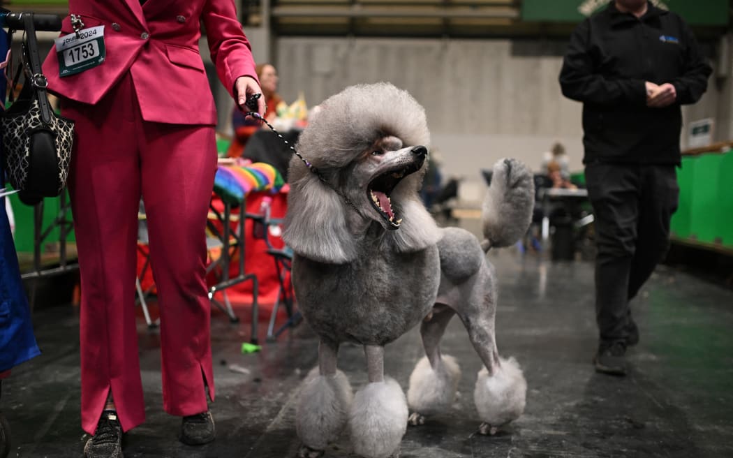 A Standard Poodle is prepared ahead of an appearance in the Toy and Utility class on the first day of the Crufts dog show at the National Exhibition Centre in Birmingham, central England, on March 7, 2024. (Photo by Oli SCARFF / AFP)