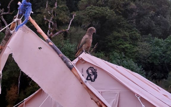 A bird on top of a damaged tent.