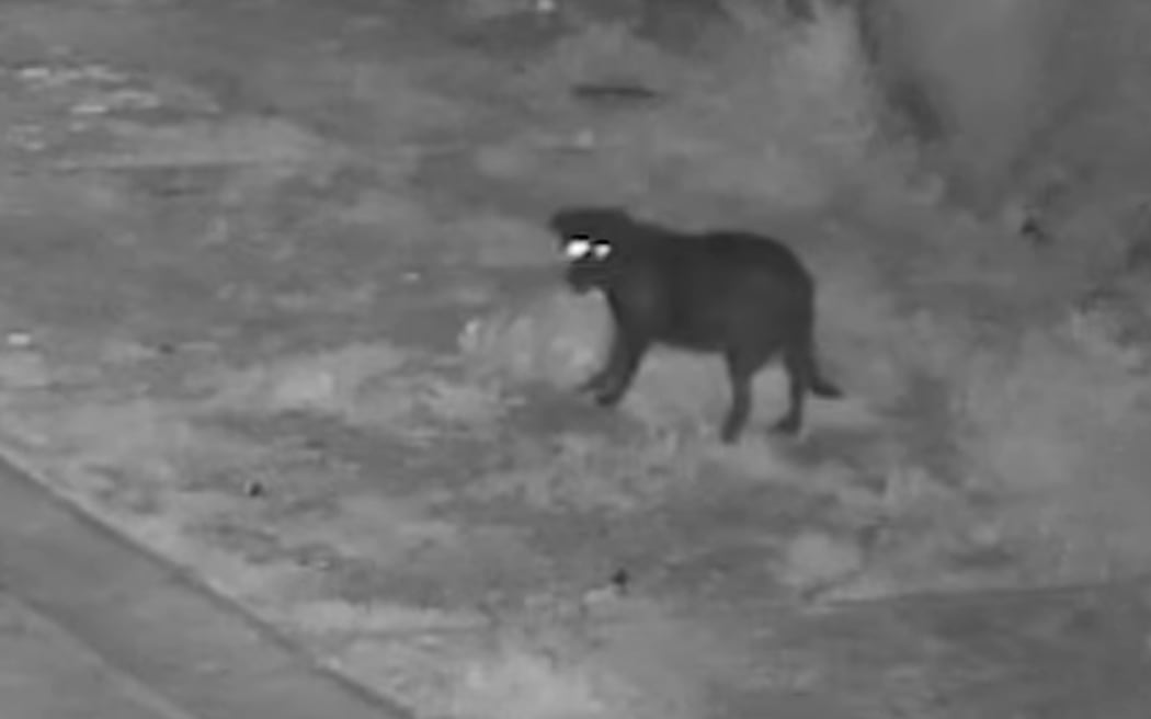 The naughty dog was caught on camera.