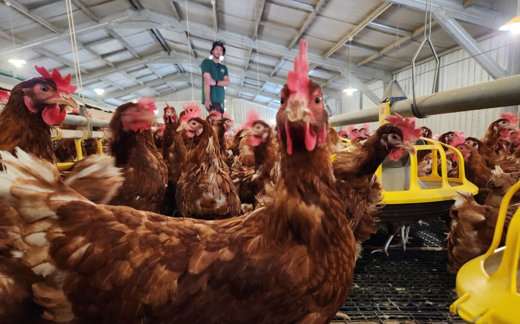 The Jimmiesons' automated chicken shed on a former deer farm in Manawatū.