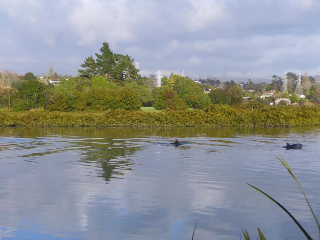 A pod of dolphins swum up the Whau River in west Auckland yesterday.
