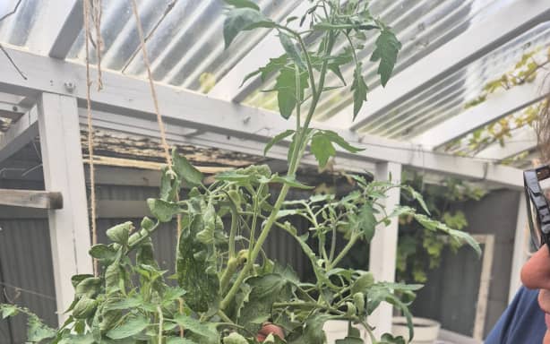 Country Life: Roots that run deep - Capri tomatoes | RNZ