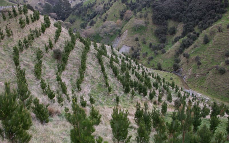 Time to take forestry out of the emissions trading scheme - environment ...