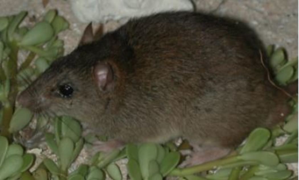 The Bramble Cay Melomys has been confirmed as the first mammalian species to become extinct due to human-induced climate change.