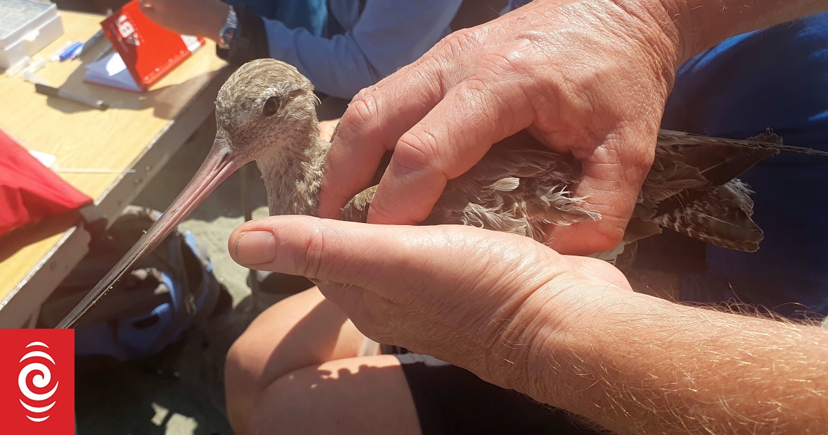 Our Changing World – Can godwits fly and sleep? | RNZ