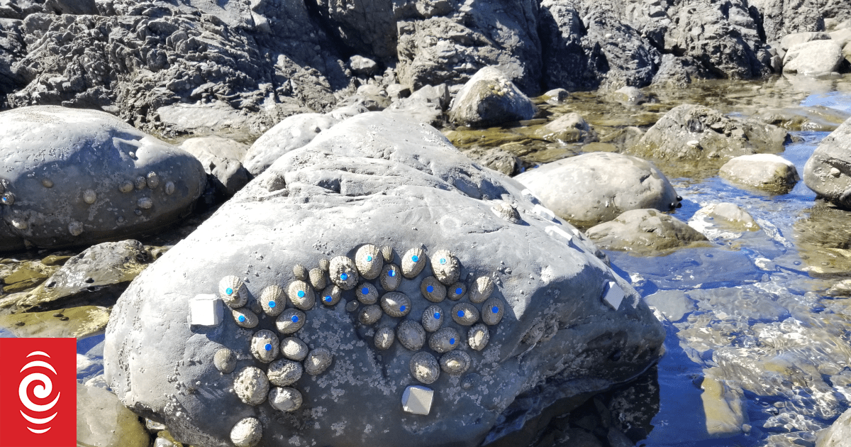 Limpets are smarter than we might think | RNZ