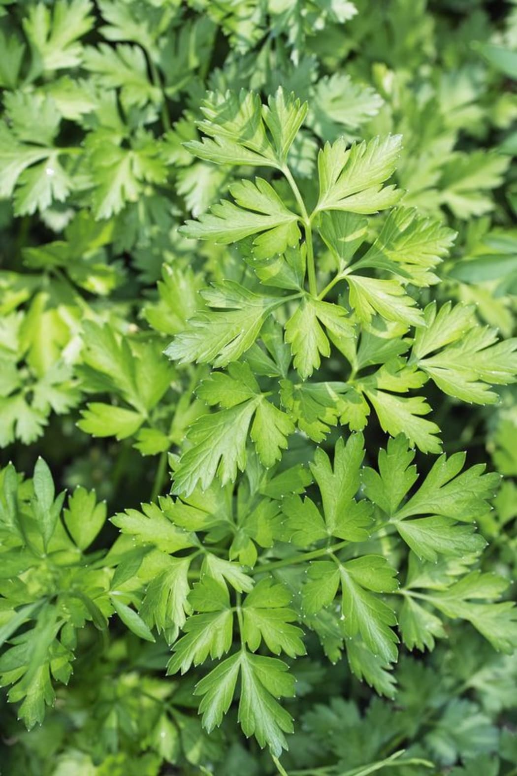 A close-up of fresh Italian parsley