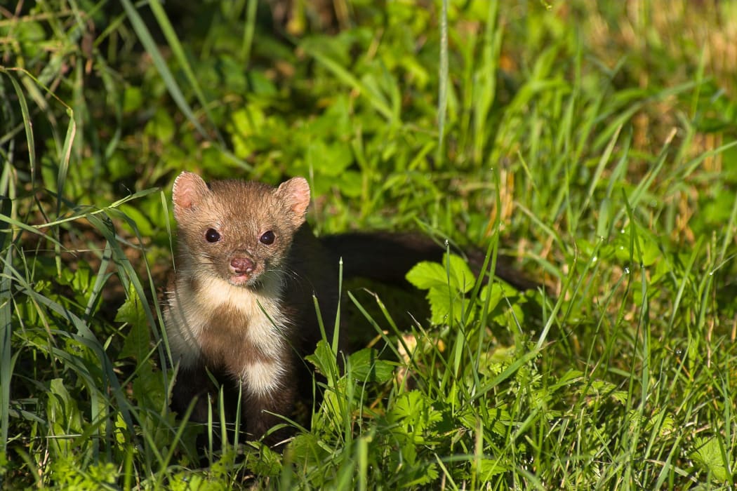 A stoat in a field