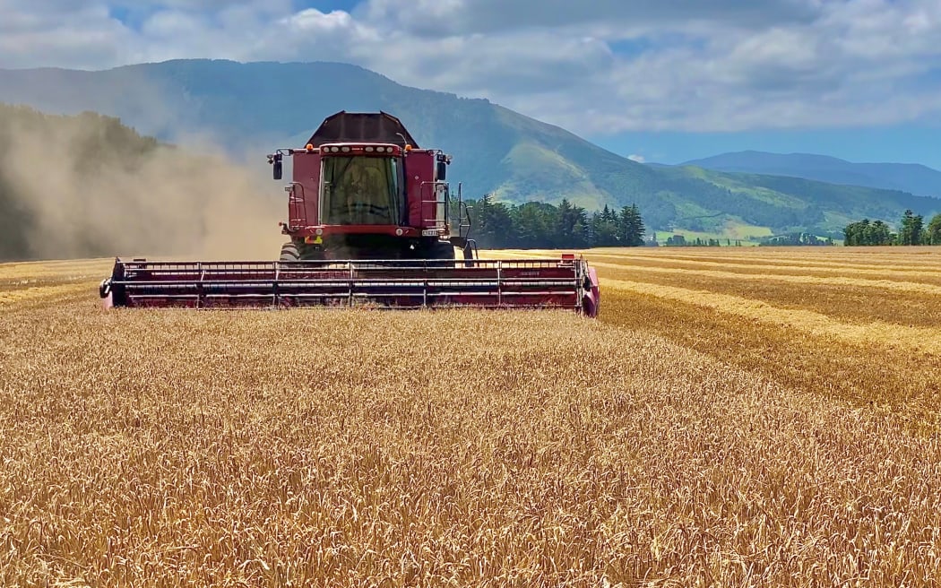 The wheat harvest in Canterbury in 2021.