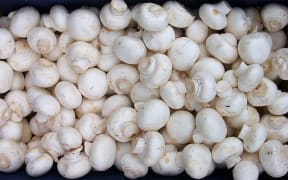 Agaricus bisporus Zuchtchampignon