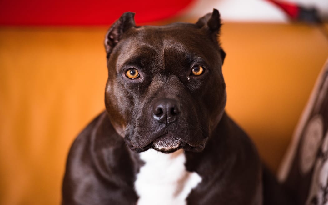 A dog with a round head and large body.