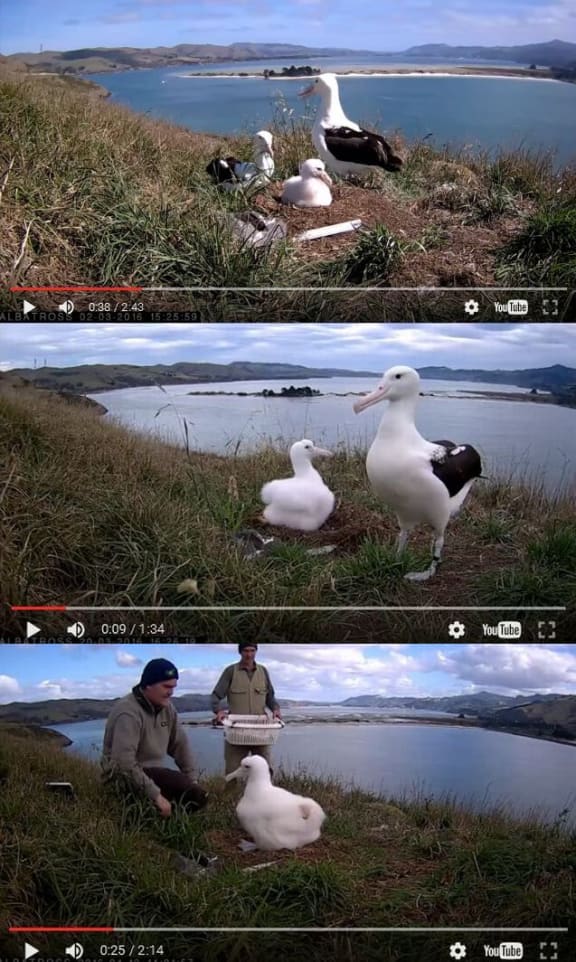 Three still frames taken from the nest cam, showing various albatrosses