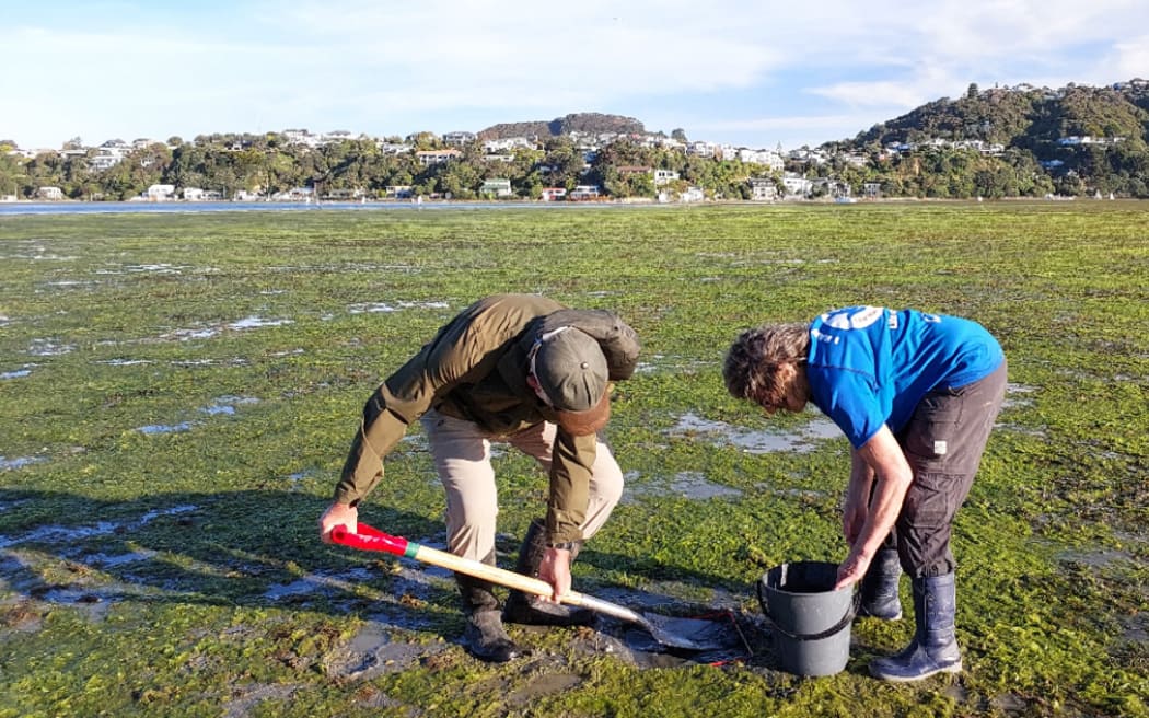 Two people working on a tidal flat covered in green algae or seaweed, using a spade and a bucket to collect cockle samples. They are wearing outdoor clothing and gum boots. In the background, there are hills with houses and trees under a clear sky.