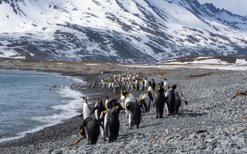 King penguins cluster on a rocky beach with snow-covered rocky mountains in the background.
