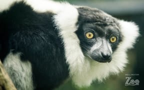Wellington zoo Lemur