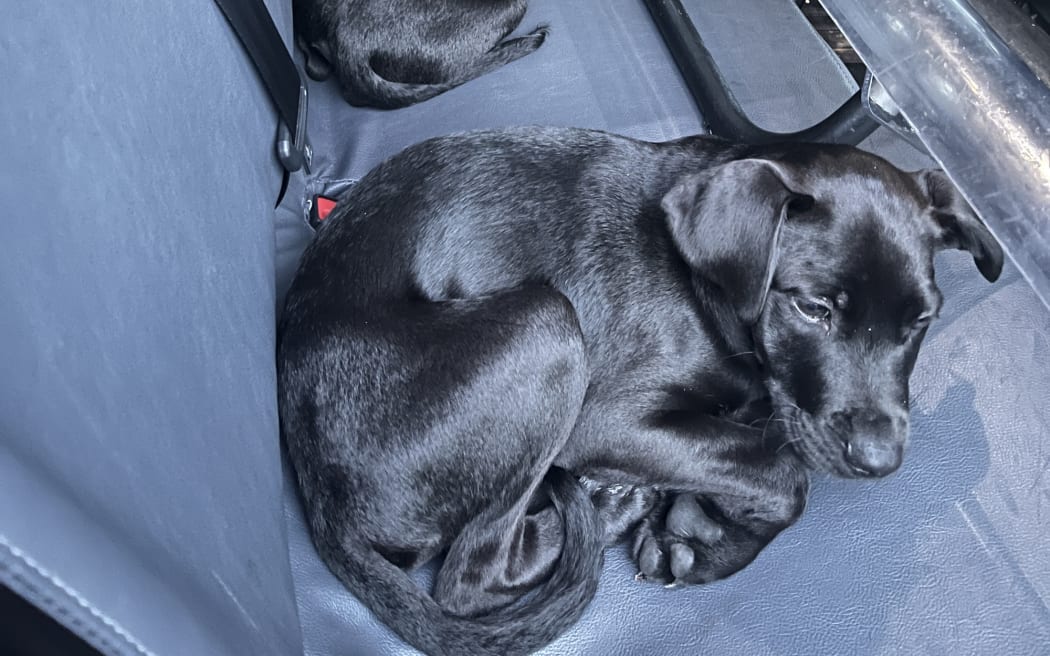 Three puppies in the back of a car.