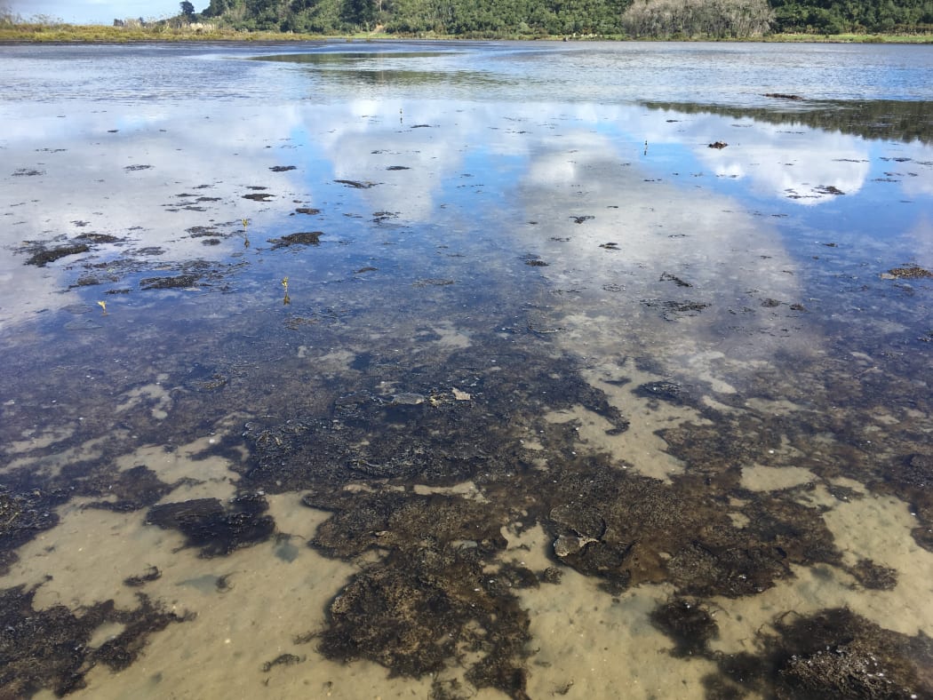Algae at Waihi Estuary.