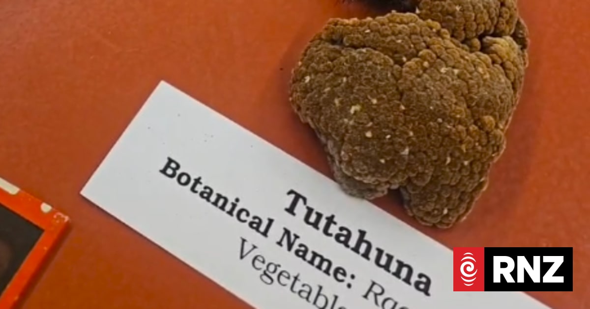 'A full-body experience': Life amongst plants at Allan Herbarium