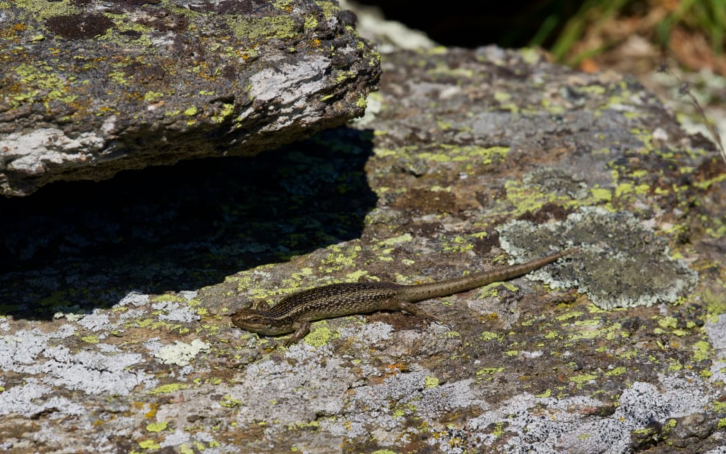 A shiny brown speckled skink sunbathing on a lichen-covered rock.