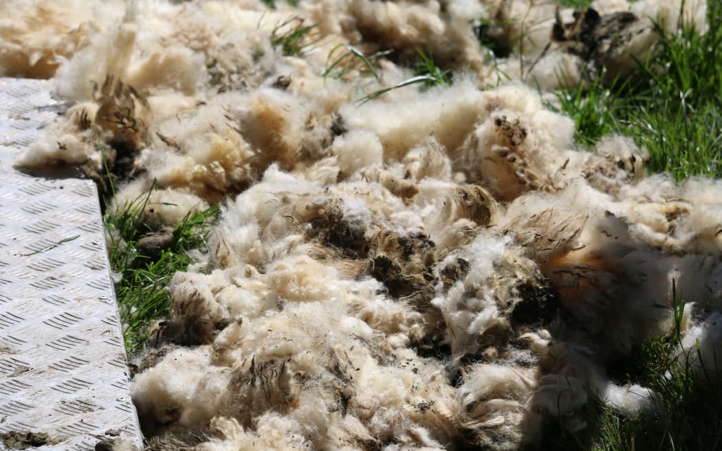 Dagging ewes