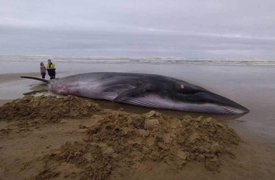Project Jonah general manager Darren Grover said the whale was about 10 metres long and several tonnes.