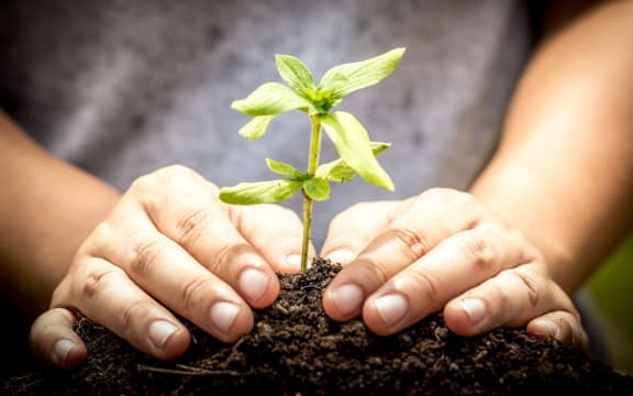 close-up of hands in soil