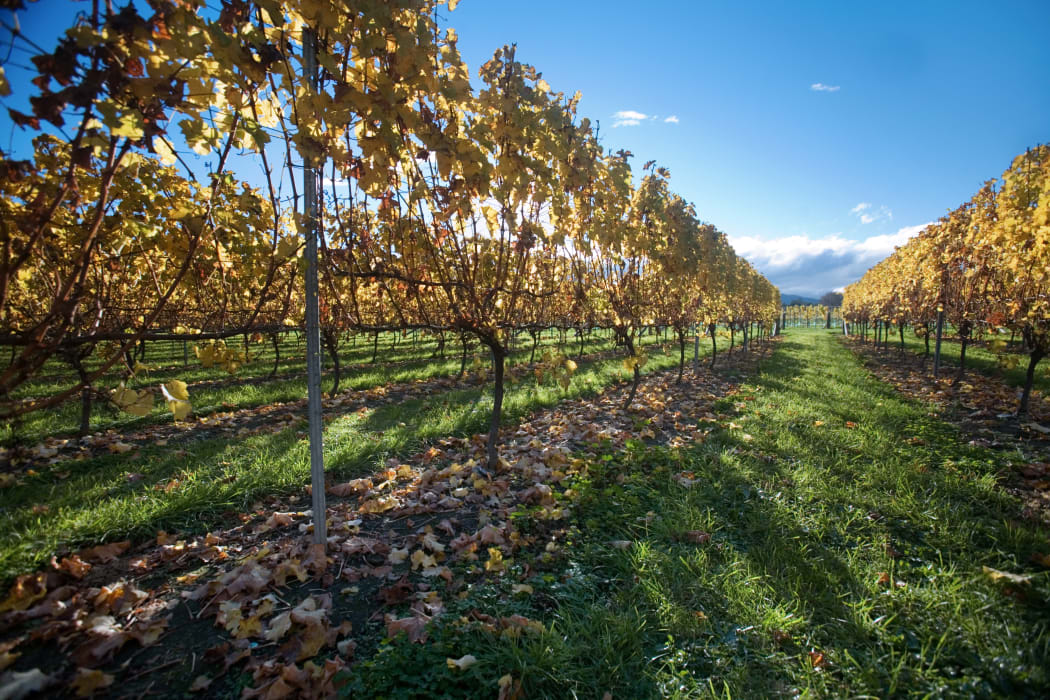Vineyards, New Zealand 2006.