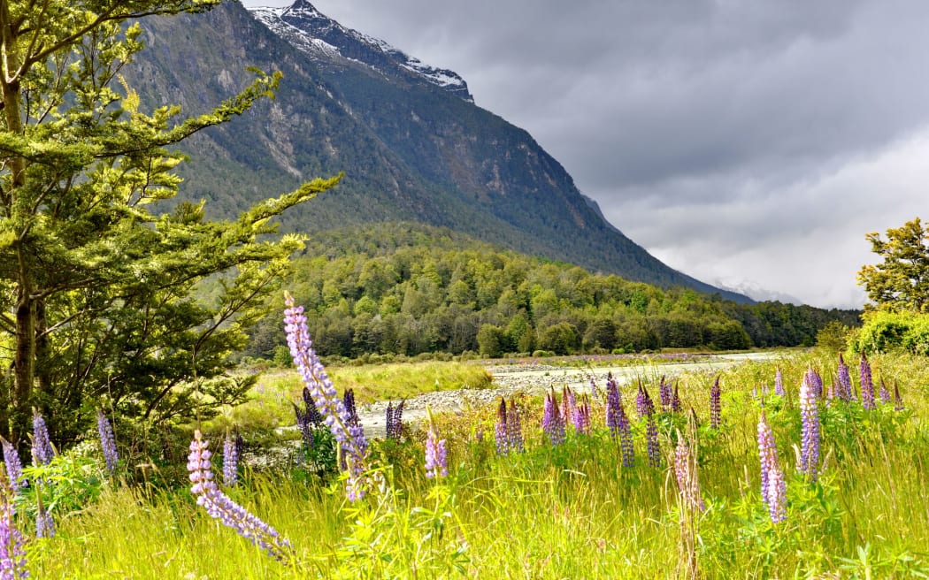 124858728 - lupines of eglinton river, south island, new zealand