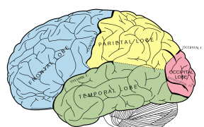 brain-memory