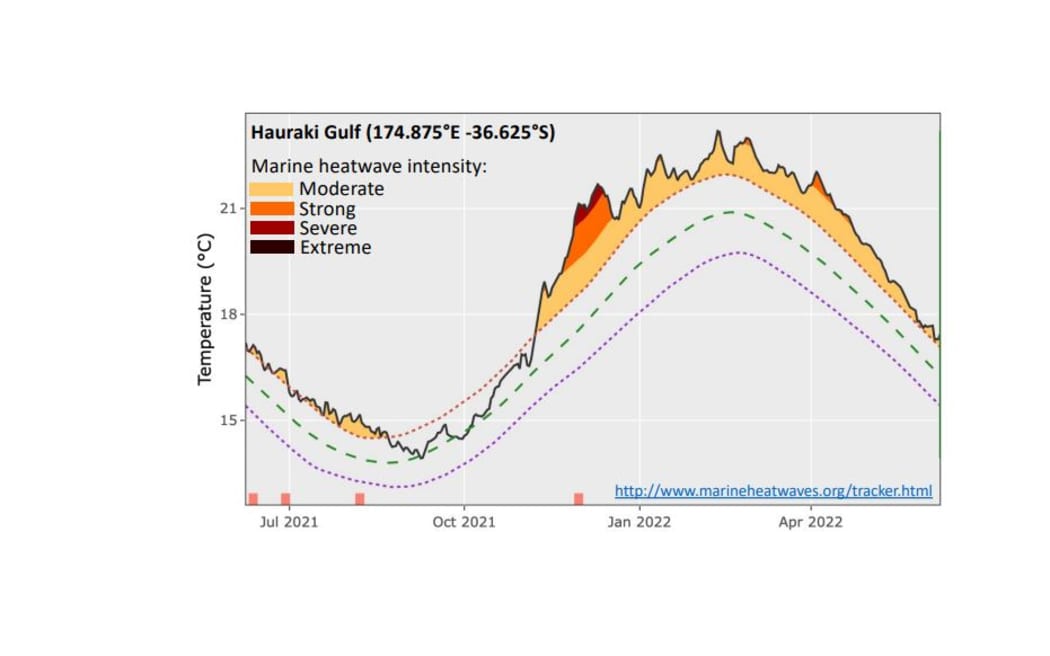 The Hauraki Gulf, together with much of the west and east coasts north of Auckland, have experienced a moderate to severe marine heatwave.