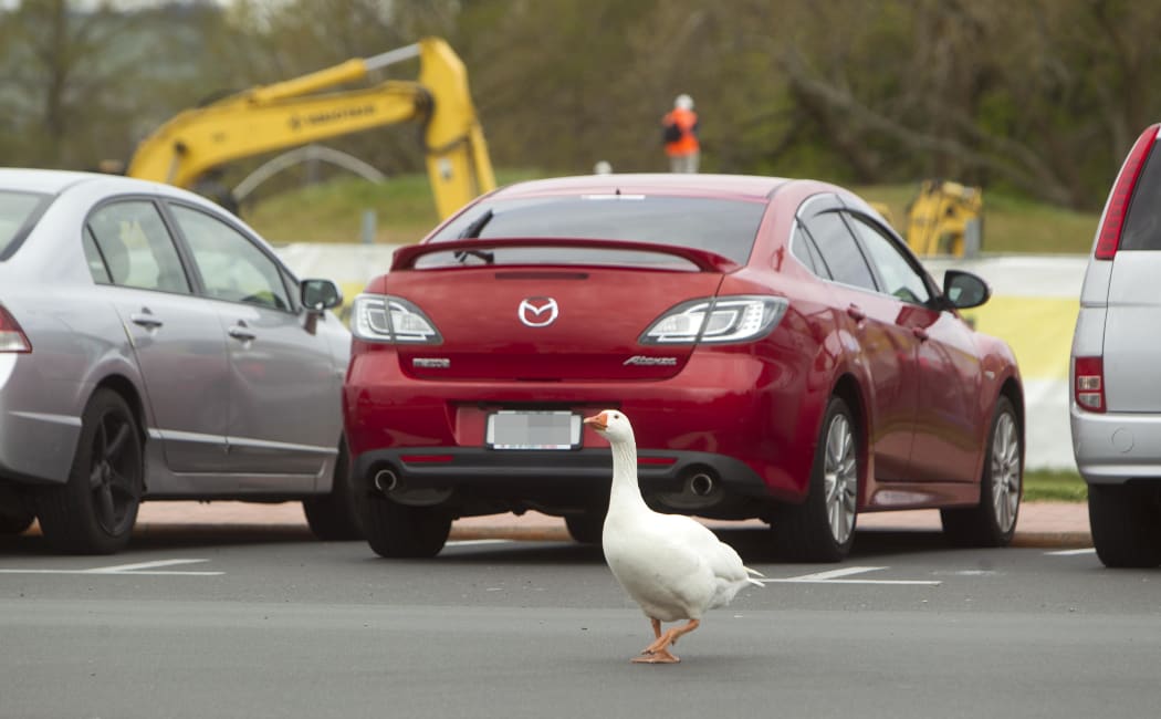 Geese have migrated away from the lakefront in Rotorua.