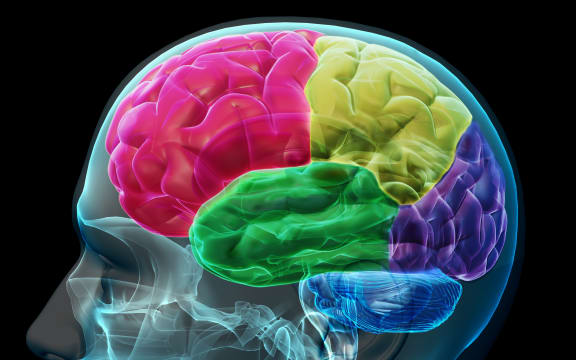 concept image of colored sections of a male human brain.