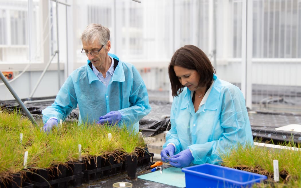 Two researchers in blue outer lab coats and purple gloves are working with potted grass plants.