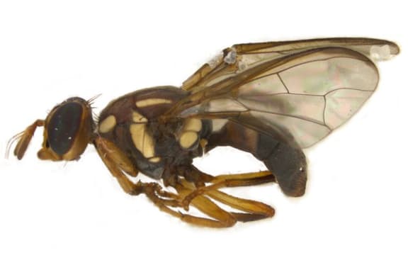 Queensland Fruit Fly.