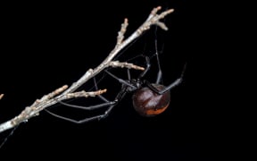 The Australian redback spider, Latrodectus hasseltii has already invaded parts of New Zealand.