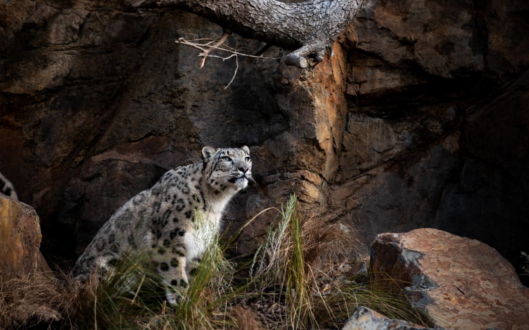 Snow leopards at Wellington Zoo