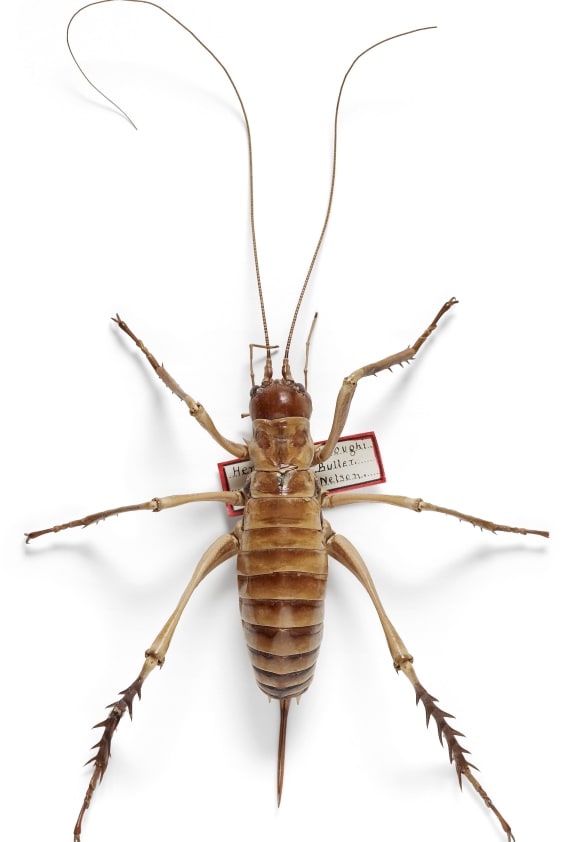 Hemideina broughi (Buller,1896)
