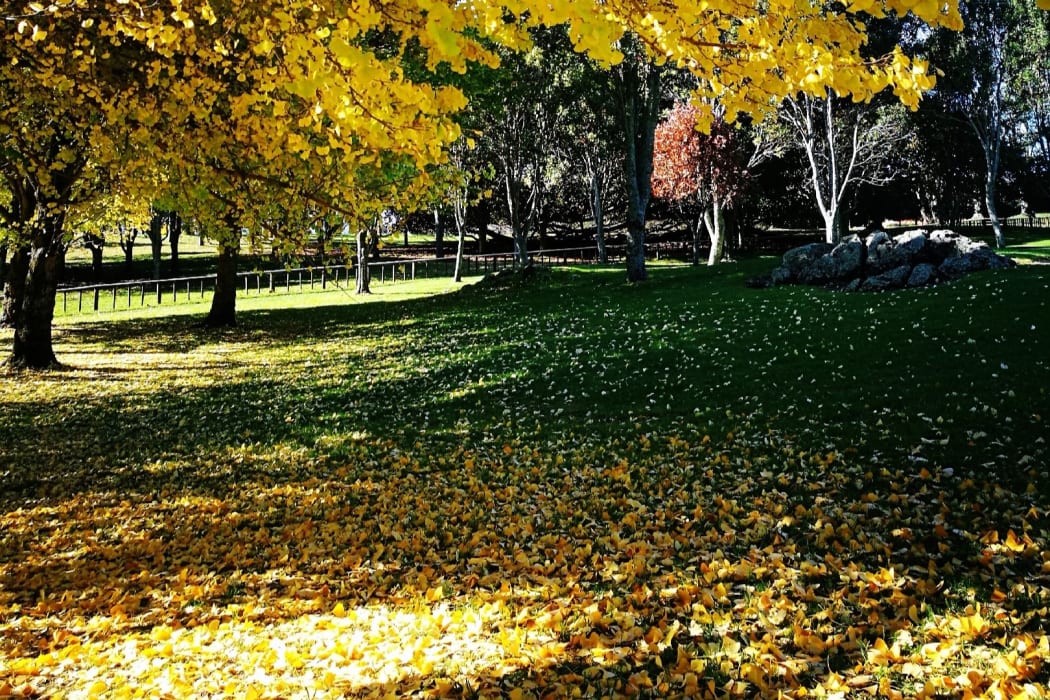 One Tree Hill (Maungakiekie), Auckland - Autumn foliage, North Island, New Zealand.