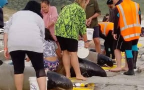 Volunteers and DoC staff help the pygmy whales.