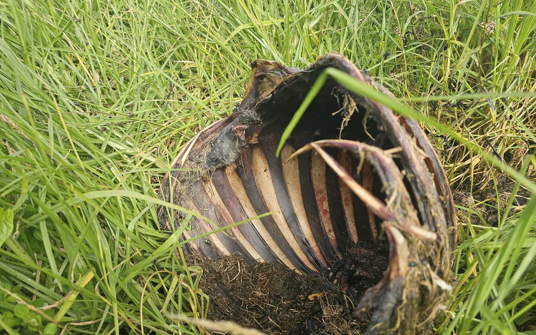 Feral: A deer carcass rots amid long grass beside Awatapu Lagoon on Thursday.