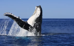 Humpback whale songs have been found to have "language-like" structures.