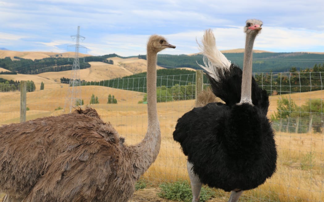 Ian Knowles has more than sheep and cattle on his North Canterbury farm