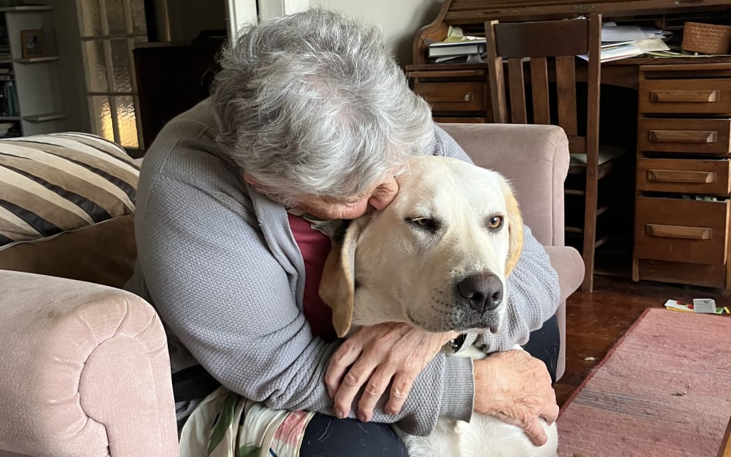 Liz Wright (83), pictured with golden labrador Nellie in June 2024, has been puppy-raising guide dogs for Blind Low Vision NZ for 15 years.